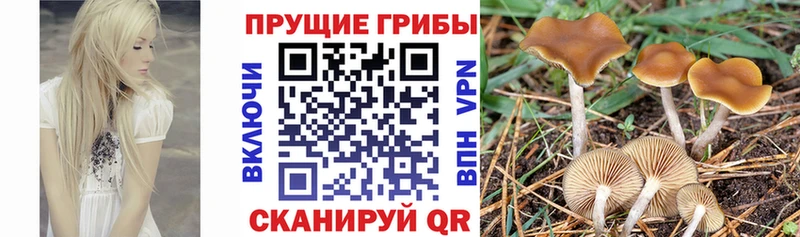 Псилоцибиновые грибы GOLDEN TEACHER  Тулун 